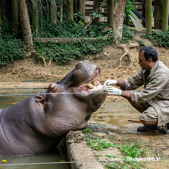 Zoo conservation programmes